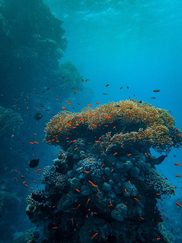 Fotos impresionantes de la naturaleza: corales